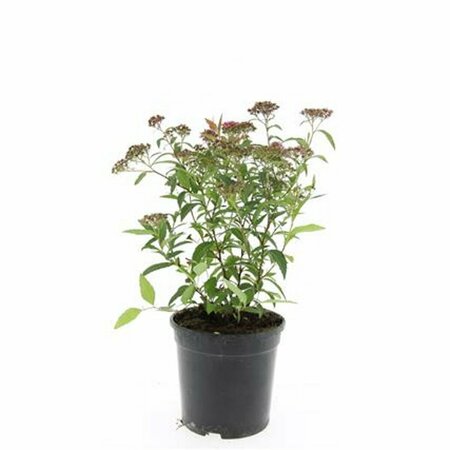 Spiraea japonica 'Anthony Waterer' C2 - afbeelding 6