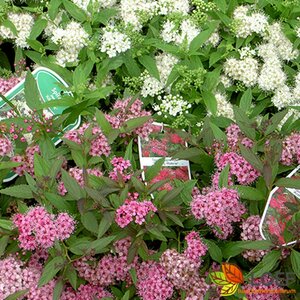 Spiraea japonica 'Anthony Waterer' C2 - afbeelding 1