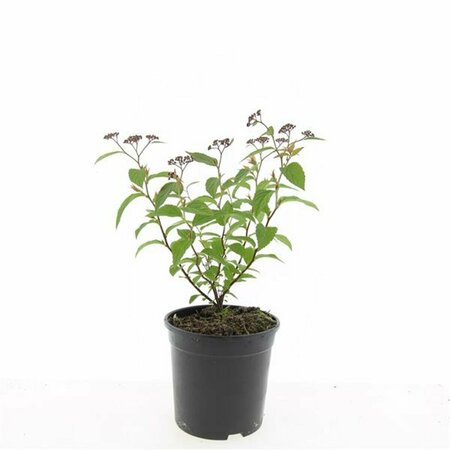 Spiraea japonica 'Anthony Waterer' C2 - afbeelding 11