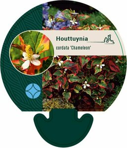 Houttuynia cordata 'Chameleon' P9 - afbeelding 6