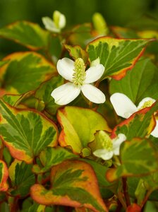 Houttuynia cordata 'Chameleon' P9 - afbeelding 5