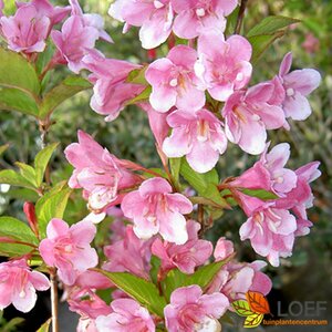Weigela 'Rosea' 40/50 C.