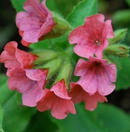 Pulmonaria rubra 'Redstart' P9 - afbeelding 2