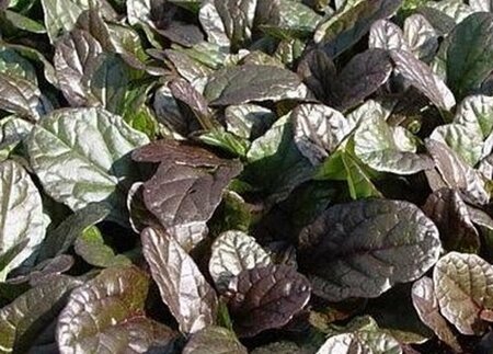 Ajuga reptans 'Atropurpurea' C2 - afbeelding 5