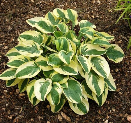 Hosta 'Wide Brim' P9 - afbeelding 4
