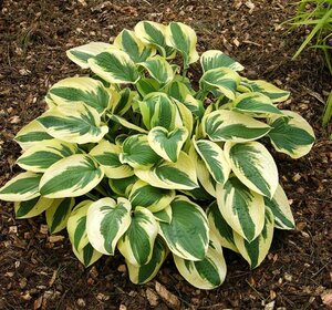 Hosta 'Wide Brim' P9 - afbeelding 4