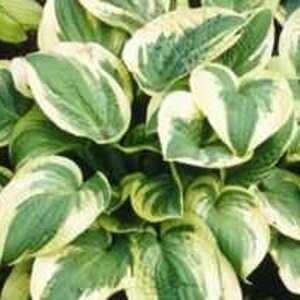 Hosta 'Wide Brim' P9 - afbeelding 5