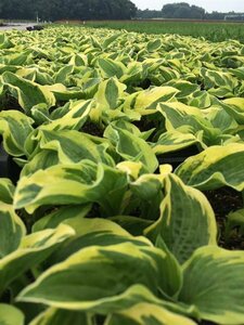 Hosta 'Wide Brim' P9 - afbeelding 7