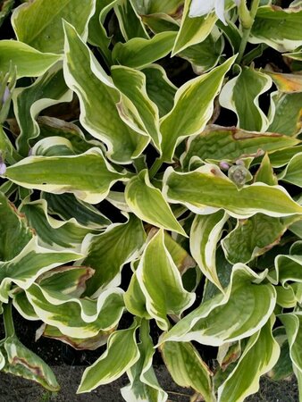 Hosta 'Wide Brim' P9 - afbeelding 1