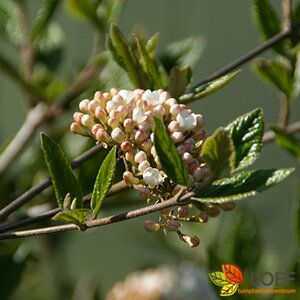 Viburnum burkw. 'Anne Russell' 80/100 C. - afbeelding 2