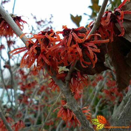 Hamamelis intermedia 'Diane' 80/100 C. - afbeelding 1
