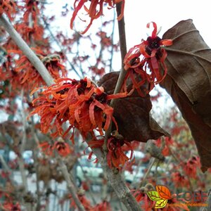Hamamelis intermedia 'Diane' 80/100 C. - afbeelding 2