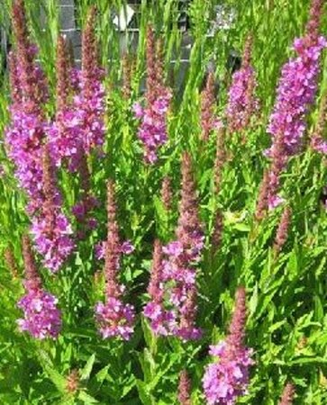 Lythrum Robin P9 - afbeelding 3