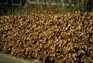 Fagus sylvatica 20-25 C. - afbeelding 14