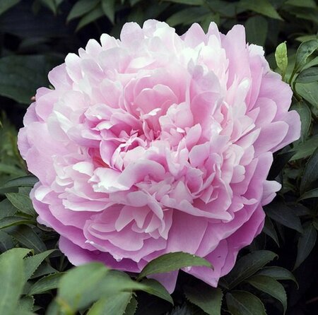 Paeonia lactiflora 'Sarah Bernhardt' C7.5 - afbeelding 3