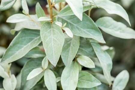 Elaeagnus commutata 'Zempin' 8-10 C.  - afbeelding 2