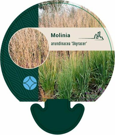 Molinia arundinacea 'Skyracer' P9 - afbeelding 1