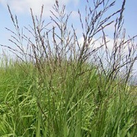 Molinia arundinacea 'Skyracer' P9 - afbeelding 3