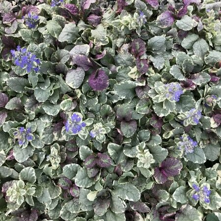 Ajuga reptans 'Burgundy Glow' C2 - afbeelding 10