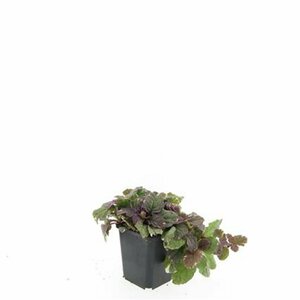 Ajuga reptans 'Burgundy Glow' C2 - afbeelding 2