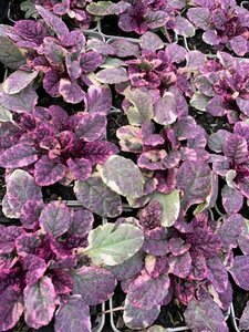 Ajuga reptans 'Burgundy Glow' C2 - afbeelding 6