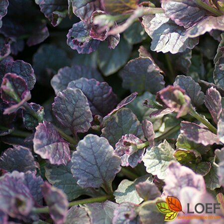 Ajuga reptans 'Burgundy Glow' C2 - afbeelding 1