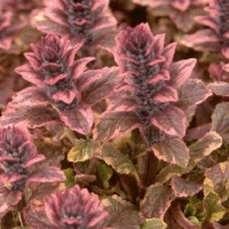 Ajuga reptans 'Burgundy Glow' C2 - afbeelding 9