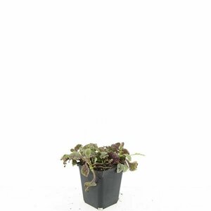 Ajuga reptans 'Burgundy Glow' C2 - afbeelding 3