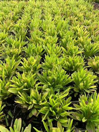 Coreopsis gr. 'Early Sunrise' C1 - afbeelding 2