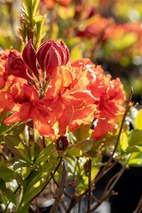 Rhododendron (AK) 'Gibraltar' 60/80 C. - afbeelding 1