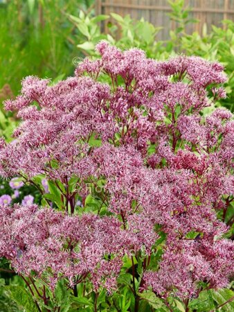 Eupatorium dubium 'Baby Joe' P9 - afbeelding 1