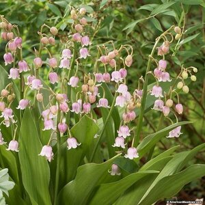 Convallaria maj. 'Rosea' P9 - afbeelding 2