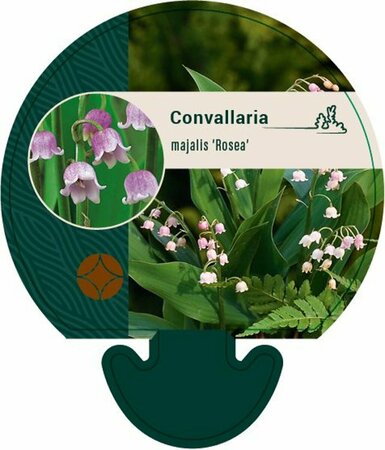 Convallaria maj. 'Rosea' P9 - afbeelding 3