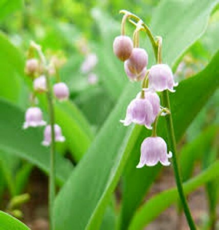 Convallaria maj. 'Rosea' P9 - afbeelding 1