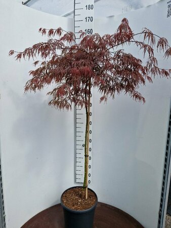 Acer palmatum 'Inaba-shidare' ST. 120 C.
