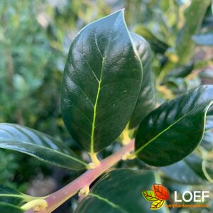 Ilex aquifolium 'J.C. van Tol' 150/175 KL.