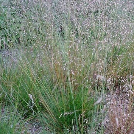 Deschampsia flexuosa P9