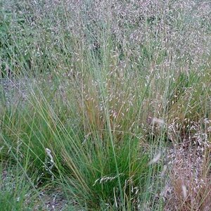 Deschampsia flexuosa P9