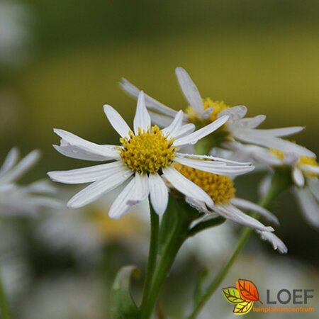 Kalimeris incisa 'Alba' C1.5 - afbeelding 1