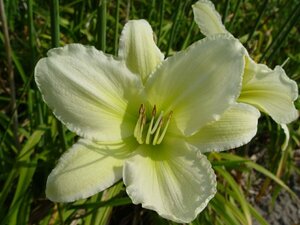 Hemerocallis 'Light the Way' P9 - afbeelding 1
