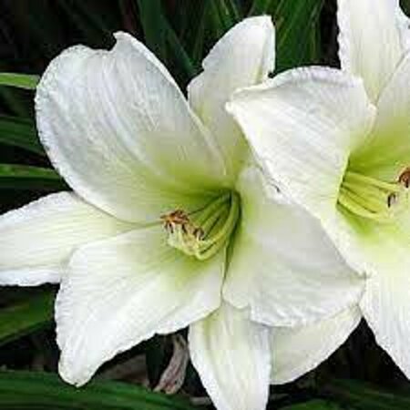 Hemerocallis 'Light the Way' P9 - afbeelding 2