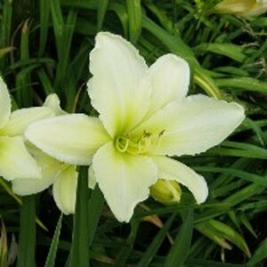 Hemerocallis 'Light the Way' P9 - afbeelding 3
