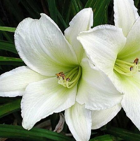 Hemerocallis 'Light the Way' P9 - afbeelding 4