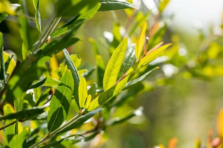 Punica granatum 150/175 C. Solitair - afbeelding 2