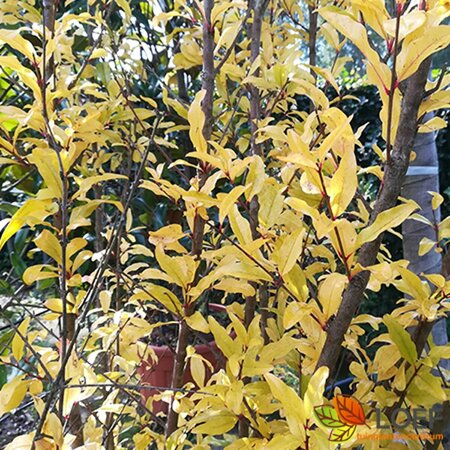 Punica granatum 150/175 C. Solitair