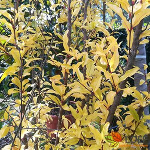 Punica granatum 150/175 C. Solitair