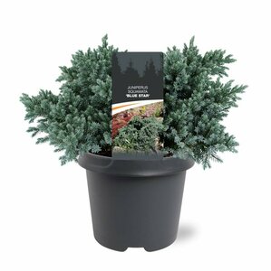 Juniperus squamata 'Blue Star' 25/30 C. - afbeelding 3