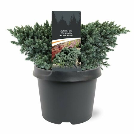 Juniperus squamata 'Blue Star' 25/30 C. - afbeelding 4