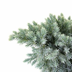 Juniperus squamata 'Blue Star' 25/30 C. - afbeelding 4