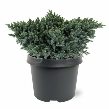 Juniperus squamata 'Blue Star' 25/30 C. - afbeelding 8